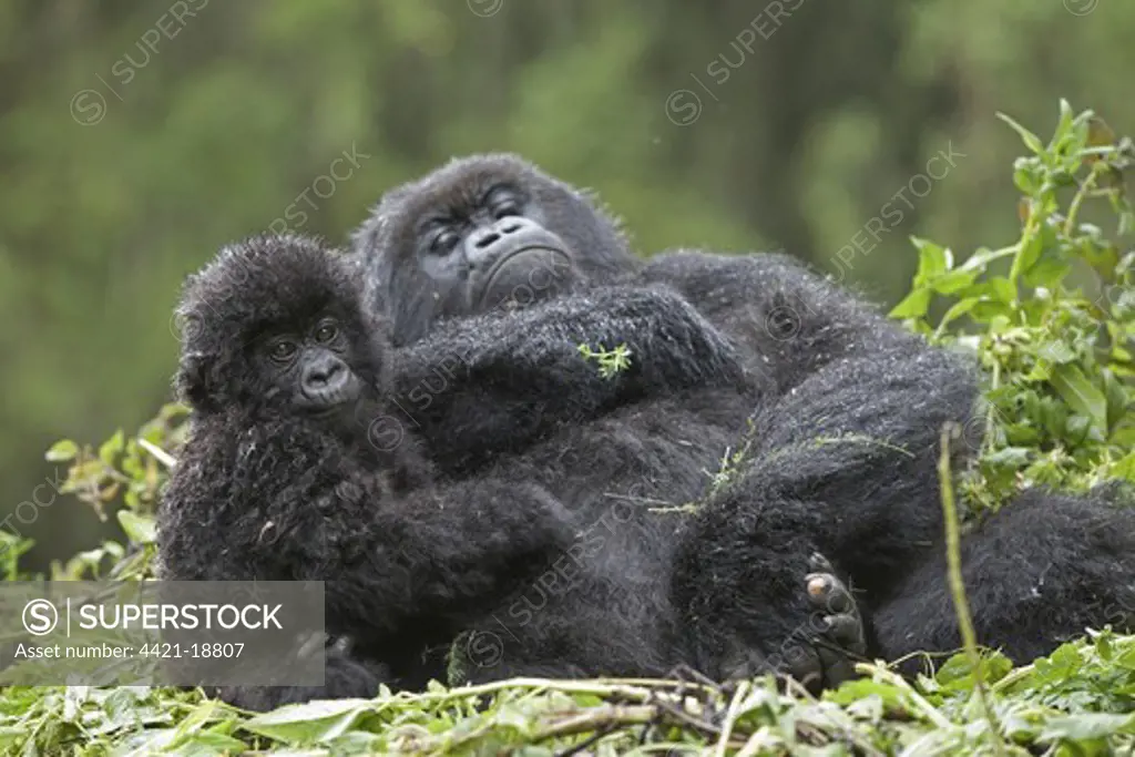 Mountain Gorilla (Gorilla beringei beringei) adult female with young, resting on nest, Volcanoes N.P., Virunga Mountains, Rwanda