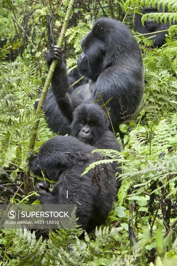 Mountain Gorilla (Gorilla beringei beringei) silverback adult male and young, feeding, sitting in vegetation, Volcanoes N.P., Virunga Mountains, Rwanda