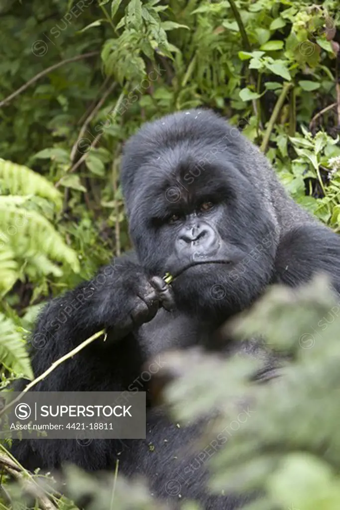 Mountain Gorilla (Gorilla beringei beringei) silverback adult male, feeding, sitting in vegetation, Volcanoes N.P., Virunga Mountains, Rwanda