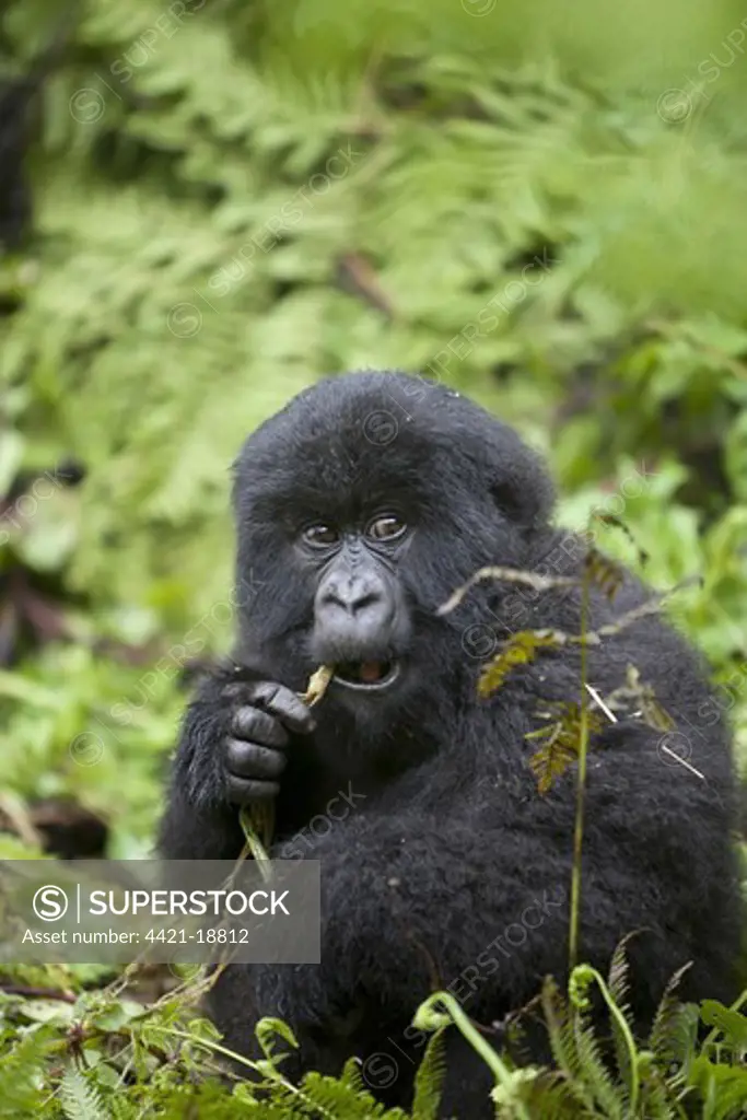 Mountain Gorilla (Gorilla beringei beringei) young, feeding, sitting in vegetation, Volcanoes N.P., Virunga Mountains, Rwanda