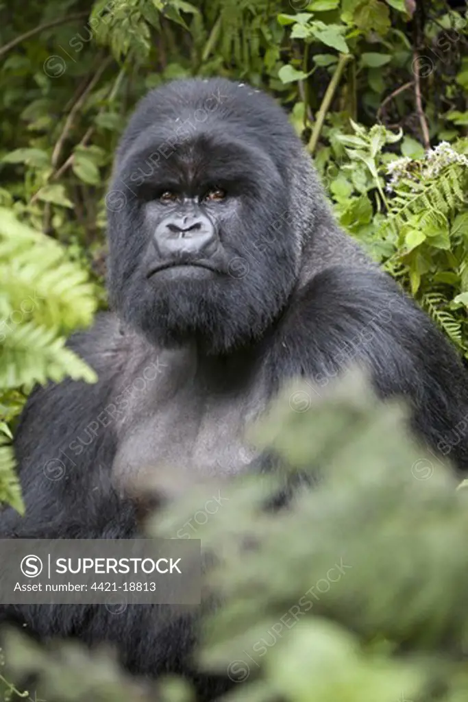 Mountain Gorilla (Gorilla beringei beringei) silverback adult male, sitting in vegetation, Volcanoes N.P., Virunga Mountains, Rwanda