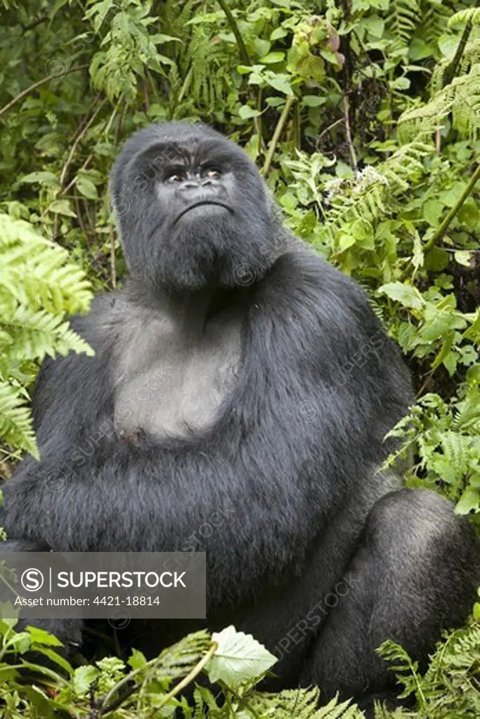 Mountain Gorilla (Gorilla beringei beringei) silverback adult male, looking up, sitting in vegetation, Volcanoes N.P., Virunga Mountains, Rwanda