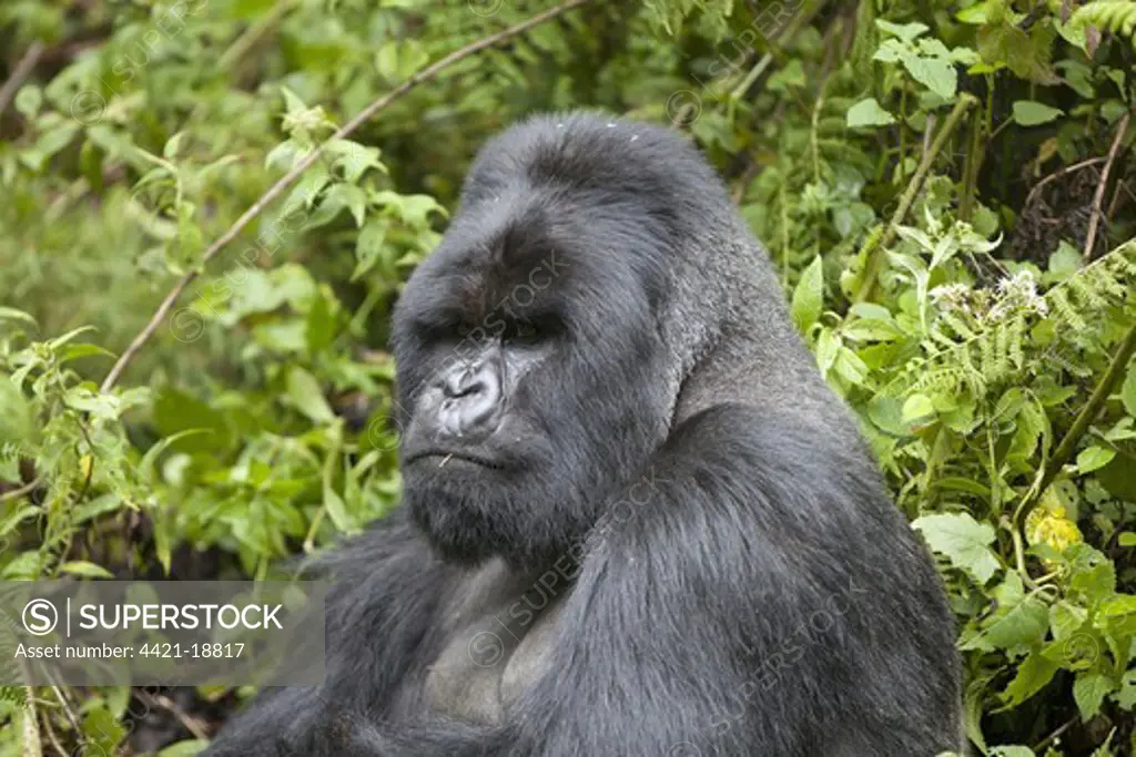 Mountain Gorilla (Gorilla beringei beringei) silverback adult male, close-up of head and shoulders, sitting in vegetation, Volcanoes N.P., Virunga Mountains, Rwanda