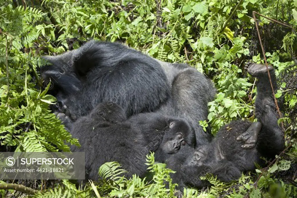 Mountain Gorilla (Gorilla beringei beringei) silverback adult male and young, resting in vegetation, Volcanoes N.P., Virunga Mountains, Rwanda