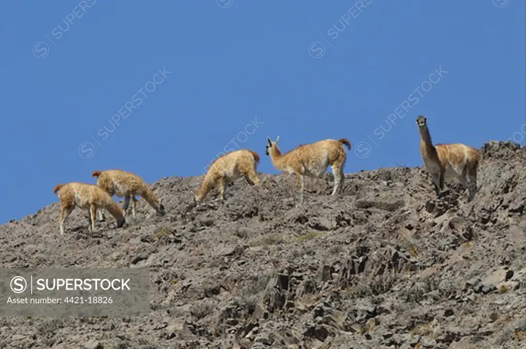 Guanaco (Llama guanaco) group, foraging on rocky ridge, Los Cardones N.P., Salta, Argentina