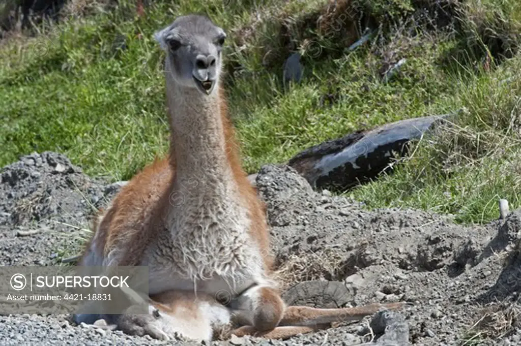 Guanaco (Lama guanicoe) unattached adult male, with immature which died as result of attempted mating, Torres del Paine N.P., Southern Patagonia, Chile