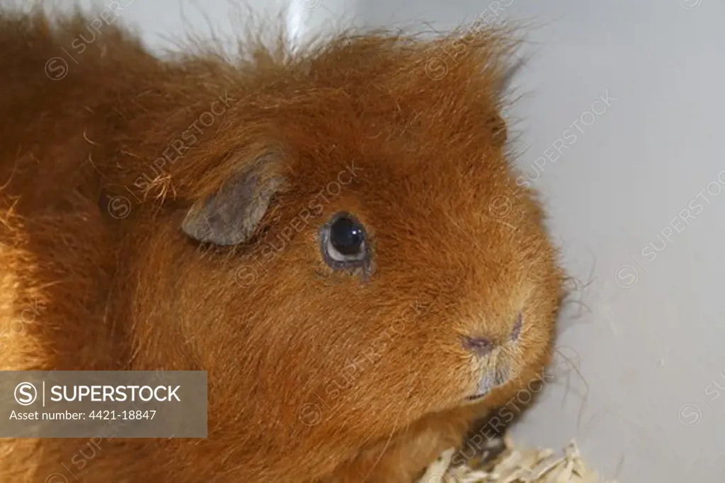 Domestic Guinea Pig (Cavia porcellus) adult, close-up of head, with 'fatty eye' condition, Suffolk, England, april