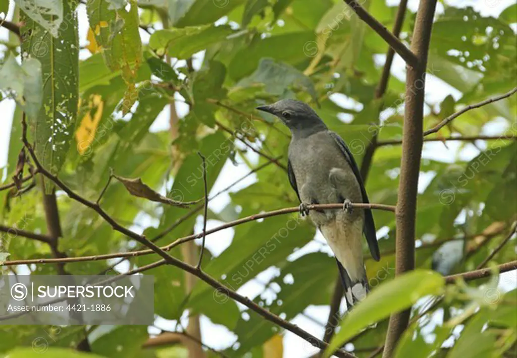 Black-winged Cuckoo-shrike (Coracina melaschistos avensis) adult male, perched on twig, Kaeng Krachan N.P., Thailand, february