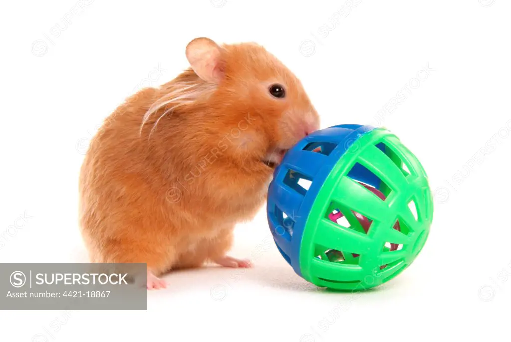 Domestic Hamster, adult, playing with toy