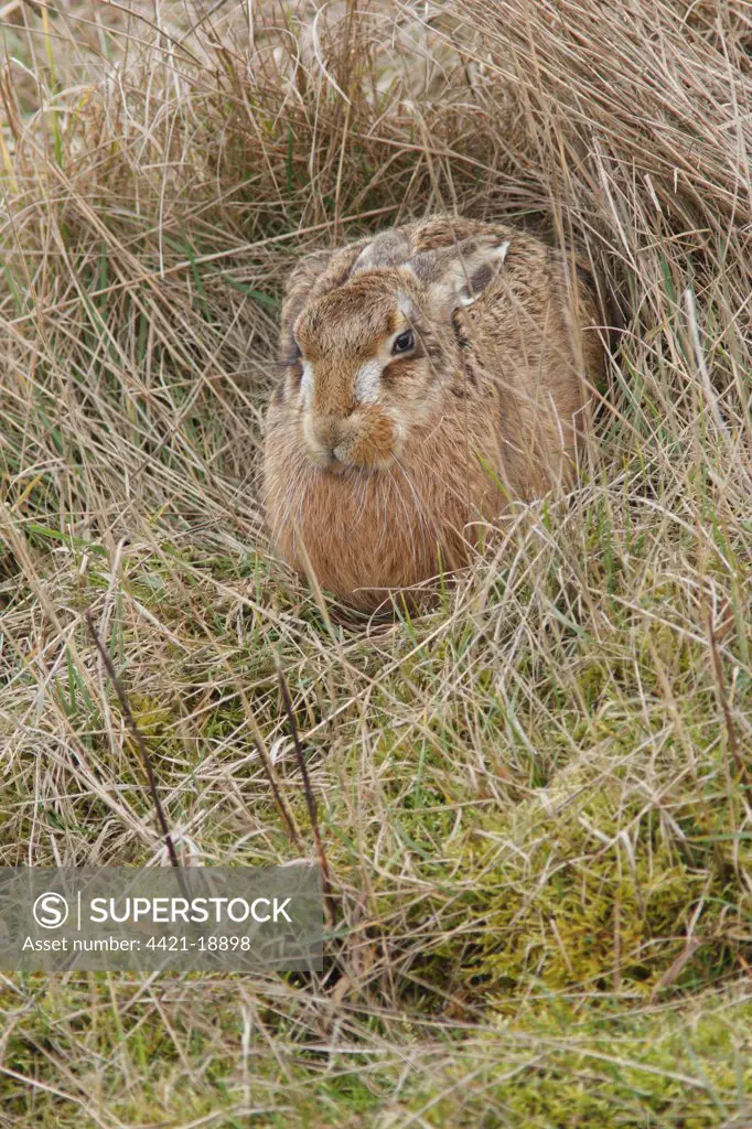 European Hare (Lepus europaeus) adult, sitting on grassy bank, Kent, England, february