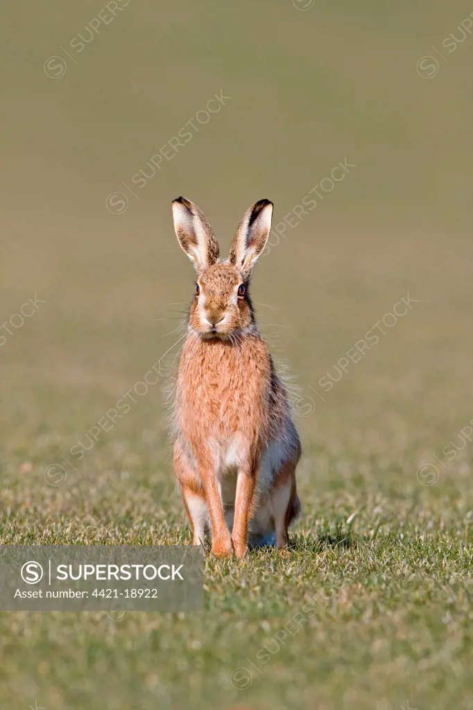 European Hare (Lepus europaeus) adult, alert, sitting in field of turf, Suffolk, England, march