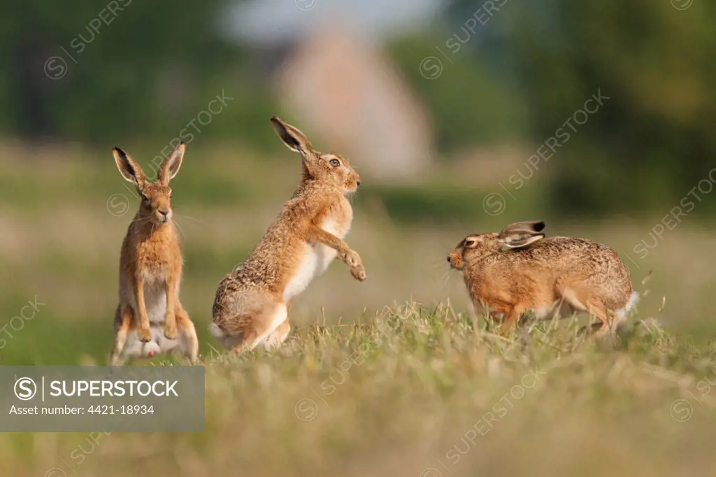 European Hare (Lepus europaeus) three adults, 'boxing' on farmland, Norfolk, England, june