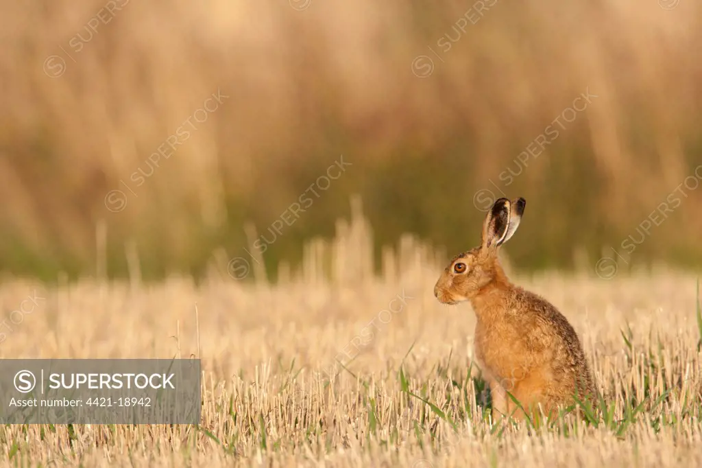 European Hare (Lepus europaeus) adult, sitting in stubble field, Norfolk, England, august