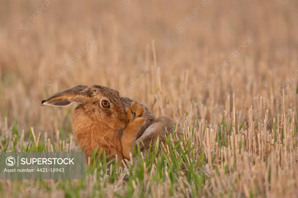 European Hare (Lepus europaeus) adult, grooming, sitting in stubble field, Norfolk, England, august