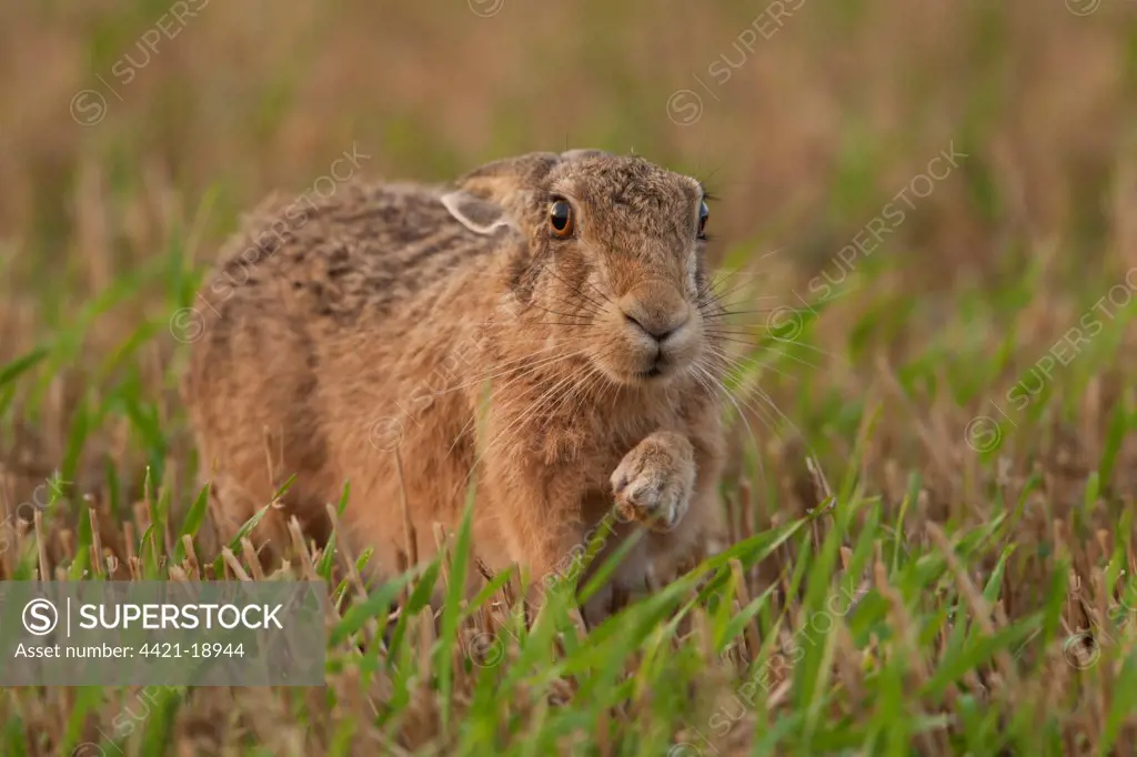 European Hare (Lepus europaeus) adult, in stubble field, Norfolk, England, august