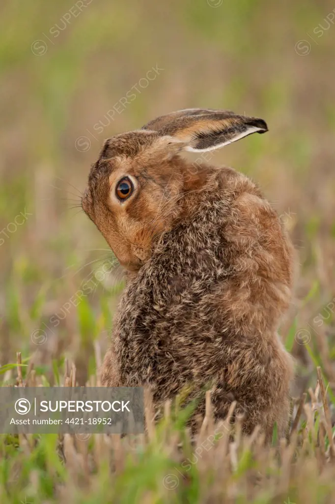 European Hare (Lepus europaeus) adult, grooming, sitting in stubble field, Norfolk, England, september