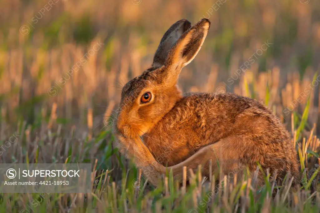 European Hare (Lepus europaeus) adult, grooming, sitting in stubble field, Norfolk, England, september