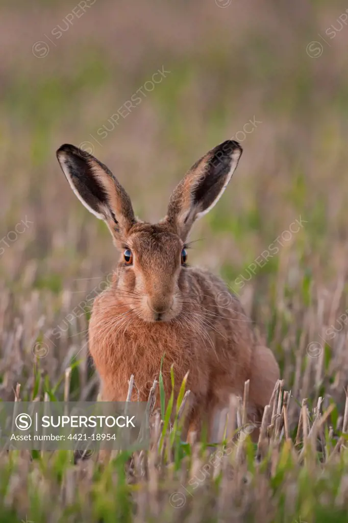 European Hare (Lepus europaeus) adult, sitting in stubble field, Norfolk, England, september