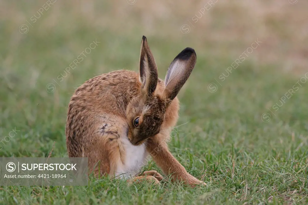 European Hare (Lepus europaeus) immature, grooming, Leicestershire, England, july