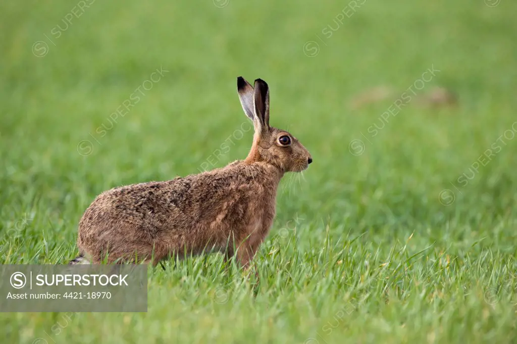 European Hare (Lepus europaeus) adult, standing in arable field, Kelling, Norfolk, England, april