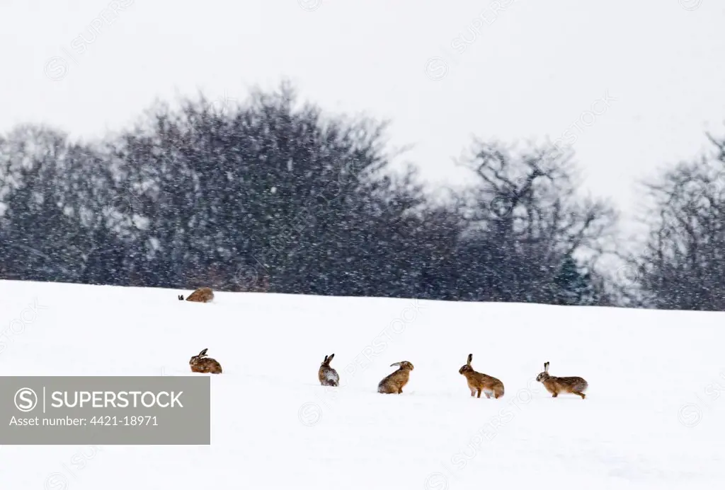European Hare (Lepus europaeus) six adults, in snow covered field during snowfall, Yare Valley, Norfolk, England, january