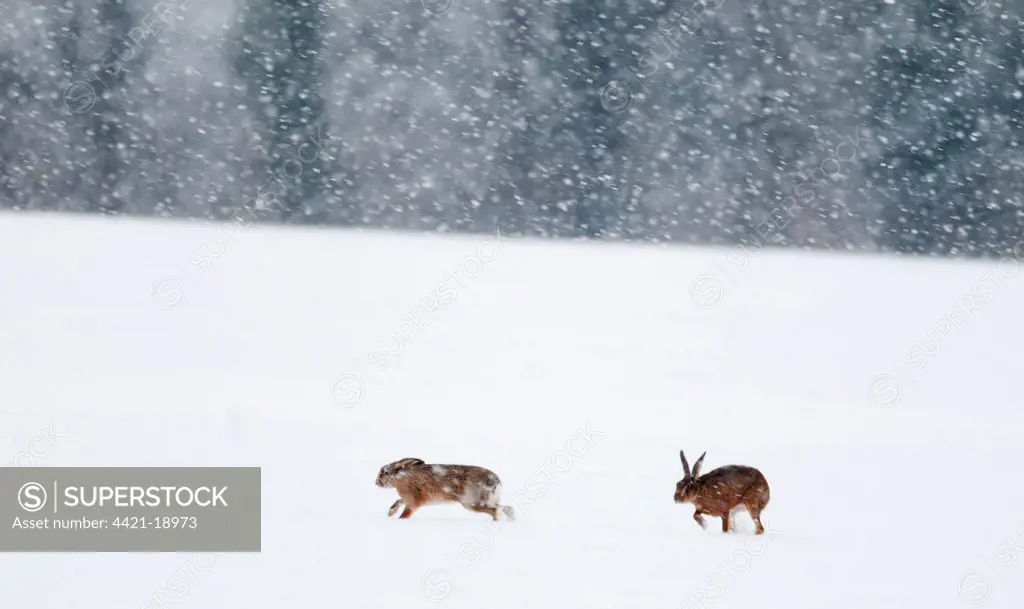 European Hare (Lepus europaeus) two adults, on snow covered field during snowfall, Yare Valley, Norfolk, England, january