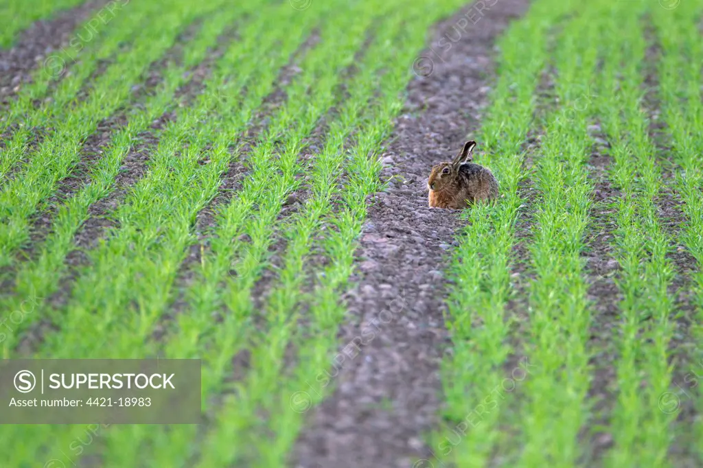 European Hare (Lepus europaeus) adult, resting in crop field, Berwickshire, Scottish Borders, Scotland, april