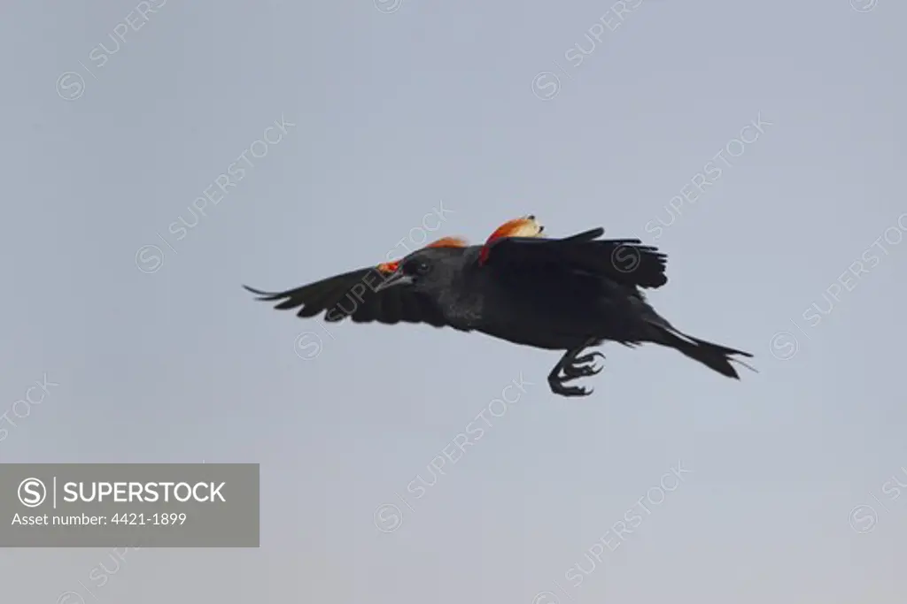 Red-winged Blackbird (Agelaius phoeniceus) adult male, in display flight, South Padre Island, Texas, U.S.A., april