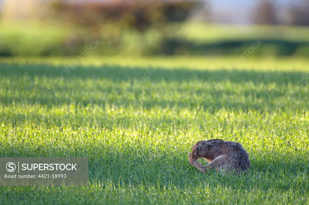 European Hare (Lepus europaeus) adult, grooming hind leg, sitting on crop field in evening sunlight, Berwickshire, Scottish Borders, Scotland, april