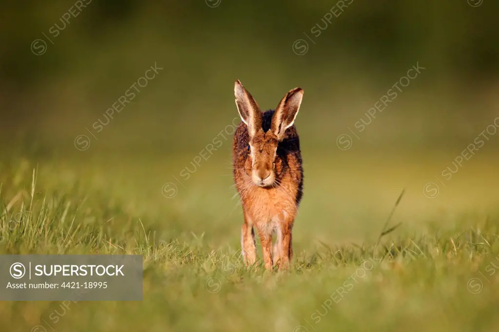 European Hare (Lepus europaeus) adult, running on grass in field, Midlands, England, may