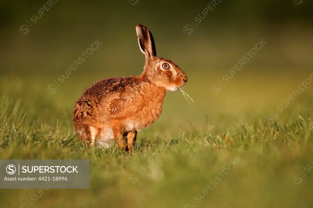 European Hare (Lepus europaeus) adult, feeding, sitting on grass in field, Midlands, England, may