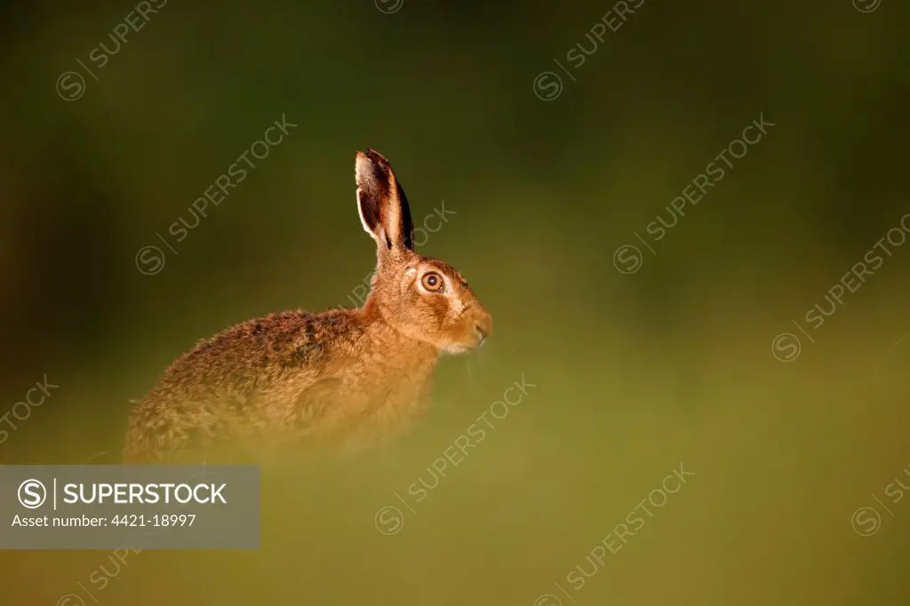 European Hare (Lepus europaeus) adult, sitting on grass in field, Midlands, England, may