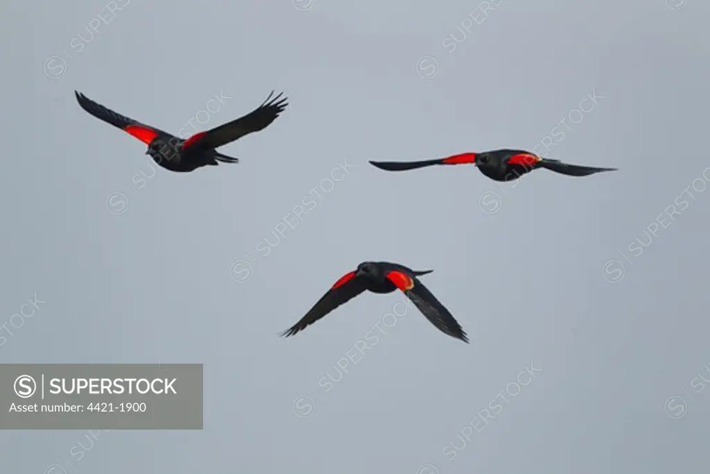 Red-winged Blackbird (Agelaius phoeniceus) three adult males, in flight, South Padre Island, Texas, U.S.A., april (digital composition)