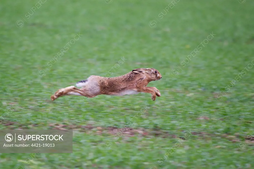European Hare (Lepus europaeus) adult, running across farmland, Suffolk, England, october