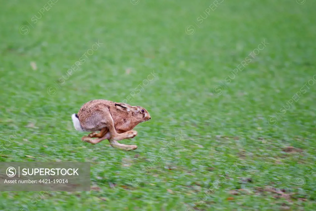 European Hare (Lepus europaeus) adult, running across farmland, Suffolk, England, october