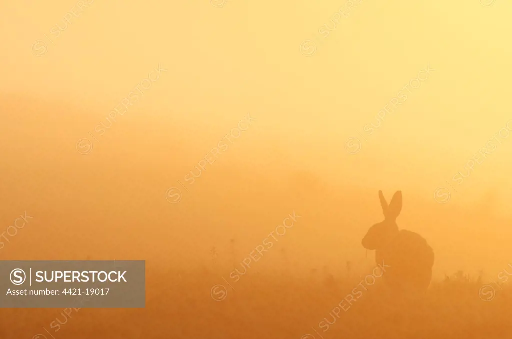 European Hare (Lepus europaeus) adult, feeding, silhouetted at sunrise, North Kent Marshes, Isle of Sheppey, Kent, England, may