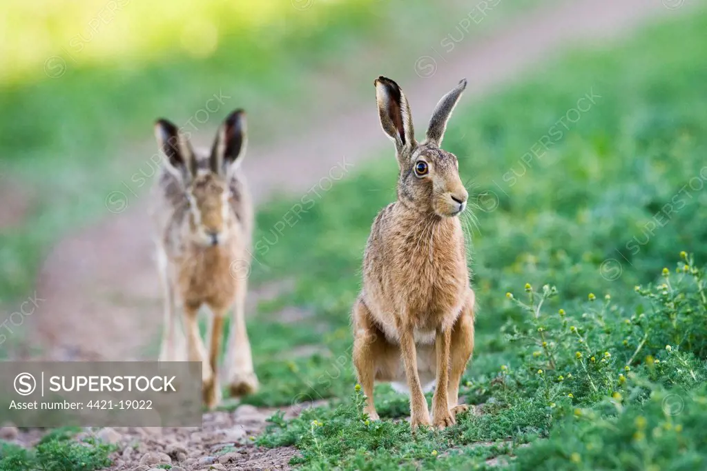 European Hare (Lepus europaeus) two adults, sitting and running at edge of track in farmland, County Durham, England, june