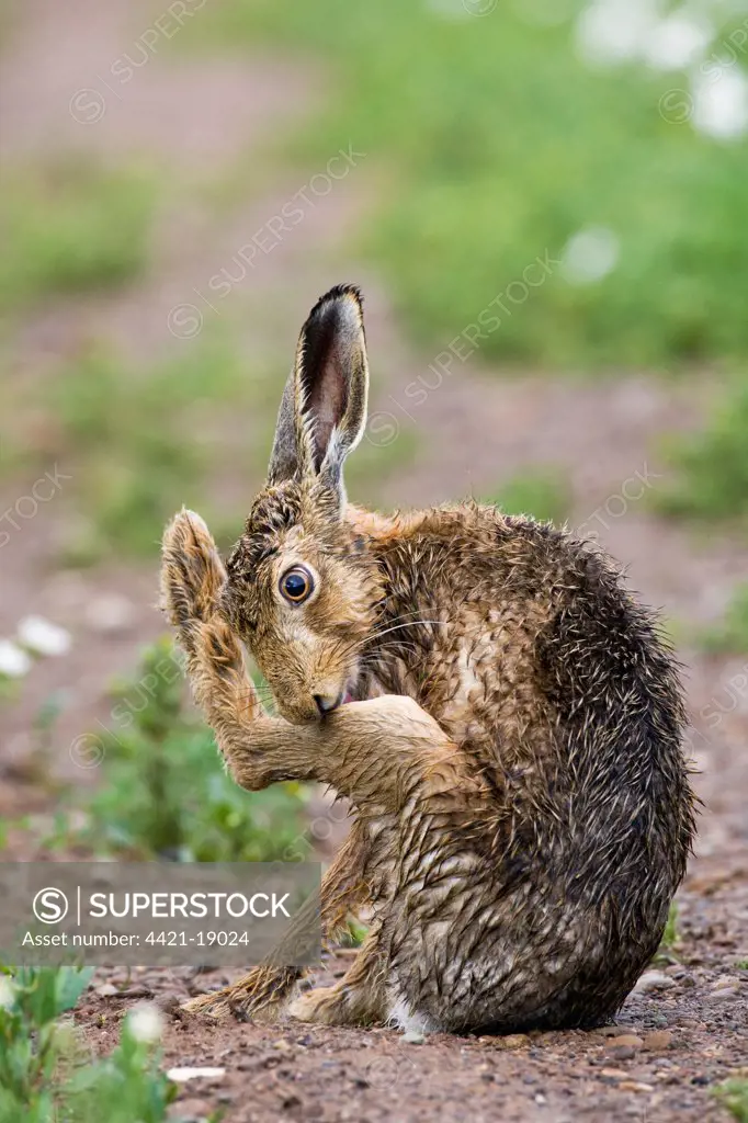 European Hare (Lepus europaeus) adult, with wet coat, grooming hind leg, sitting on track in farmland, County Durham, England, june