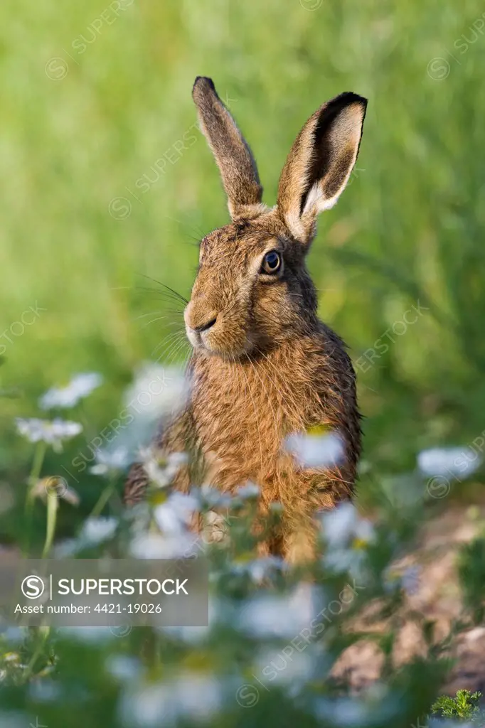 European Hare (Lepus europaeus) adult, sitting amongst wildflowers on farmland, County Durham, England, june