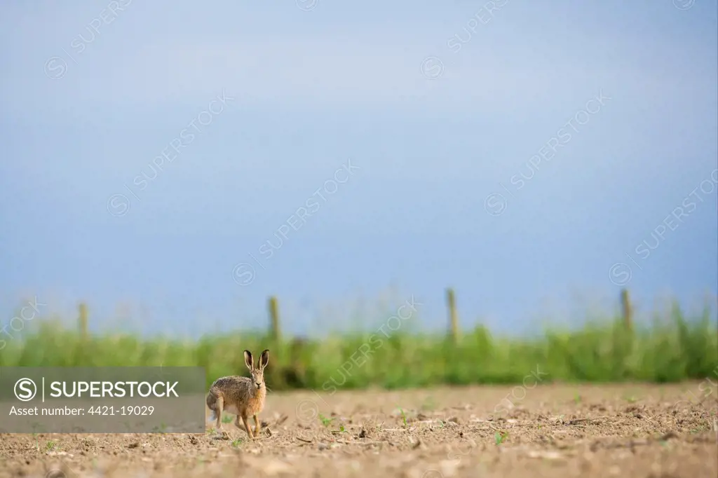 European Hare (Lepus europaeus) adult, running in cultivated field on farmland, County Durham, England, june