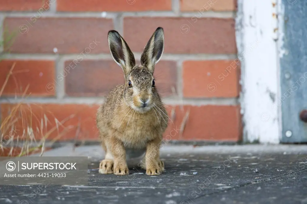 European Hare (Lepus europaeus) leveret, standing on step of farm building, waiting for mother on farmland, County Durham, England, july