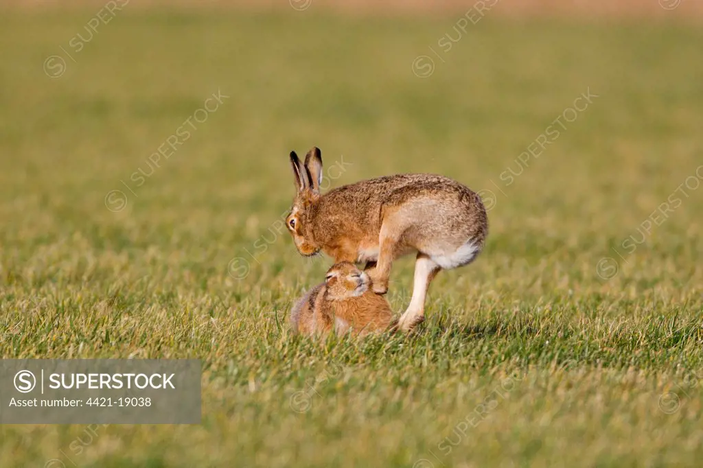 European Hare (Lepus europaeus) adult pair, 'boxing', female fighting off male in field, Suffolk, England, january