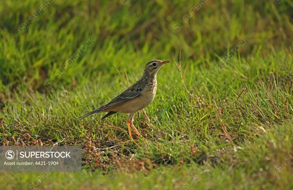 Blyth's Pipit (Anthus godlewskii) adult, vagrant, standing on grass, Scilly Isles, England