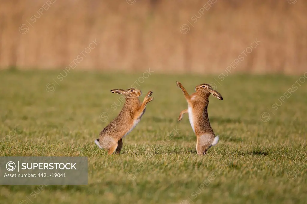European Hare (Lepus europaeus) adult pair, 'boxing', female fighting off male in field, Suffolk, England, january