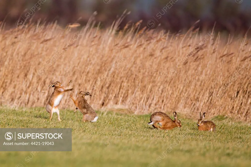 European Hare (Lepus europaeus) four adults, 'boxing', female fighting off male in field, Suffolk, England, january
