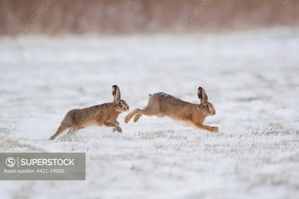 European Hare (Lepus europaeus) adult pair, running, male chasing female in snow covered field, Suffolk, England, february
