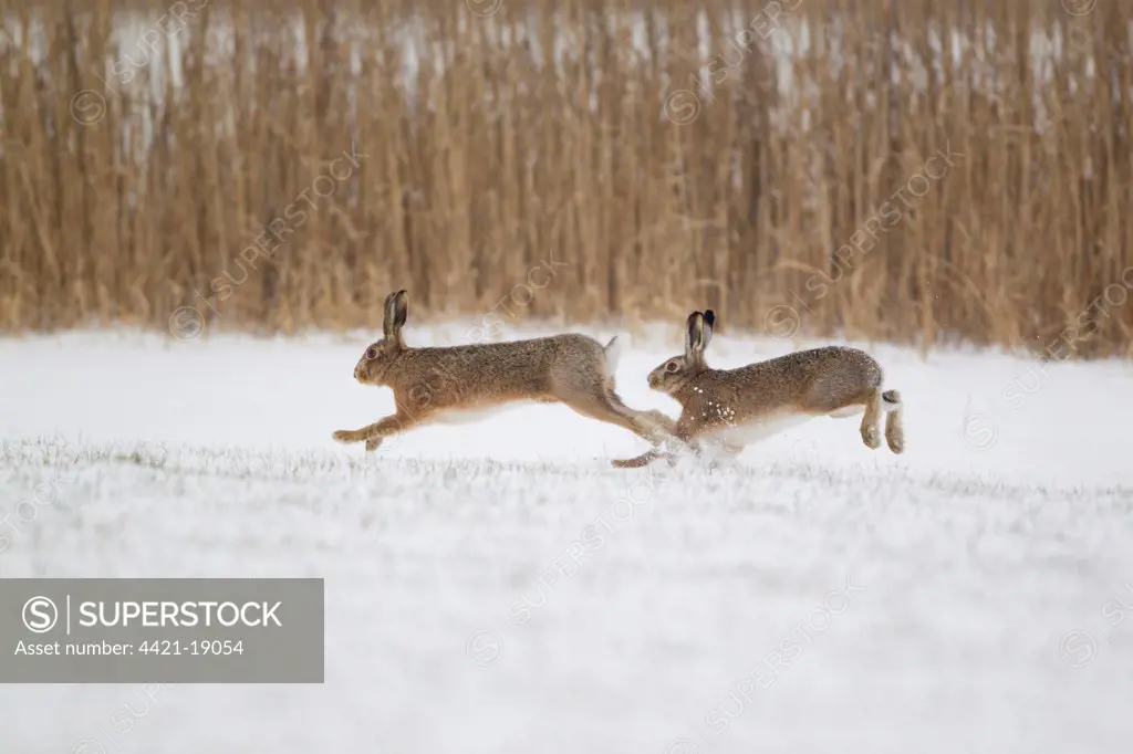 European Hare (Lepus europaeus) adult pair, running, male chasing female in snow covered field, Suffolk, England, february