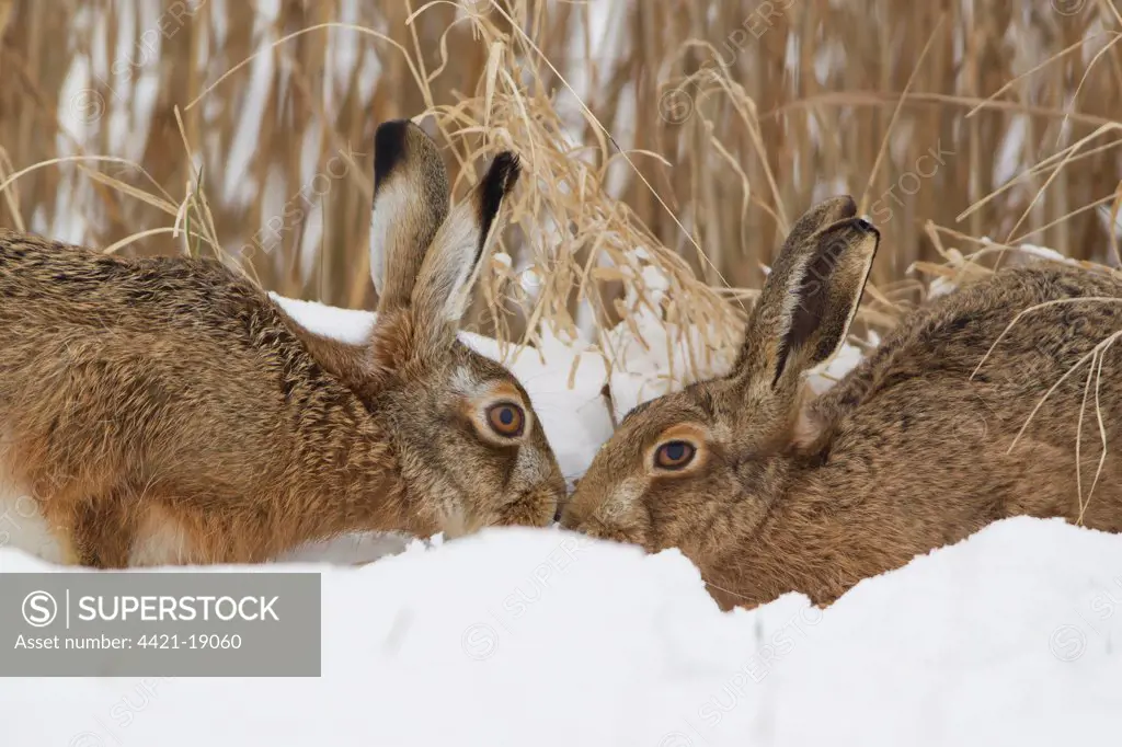 European Hare (Lepus europaeus) adult pair, touching noses in snow at edge of reedbed, Suffolk, England, february