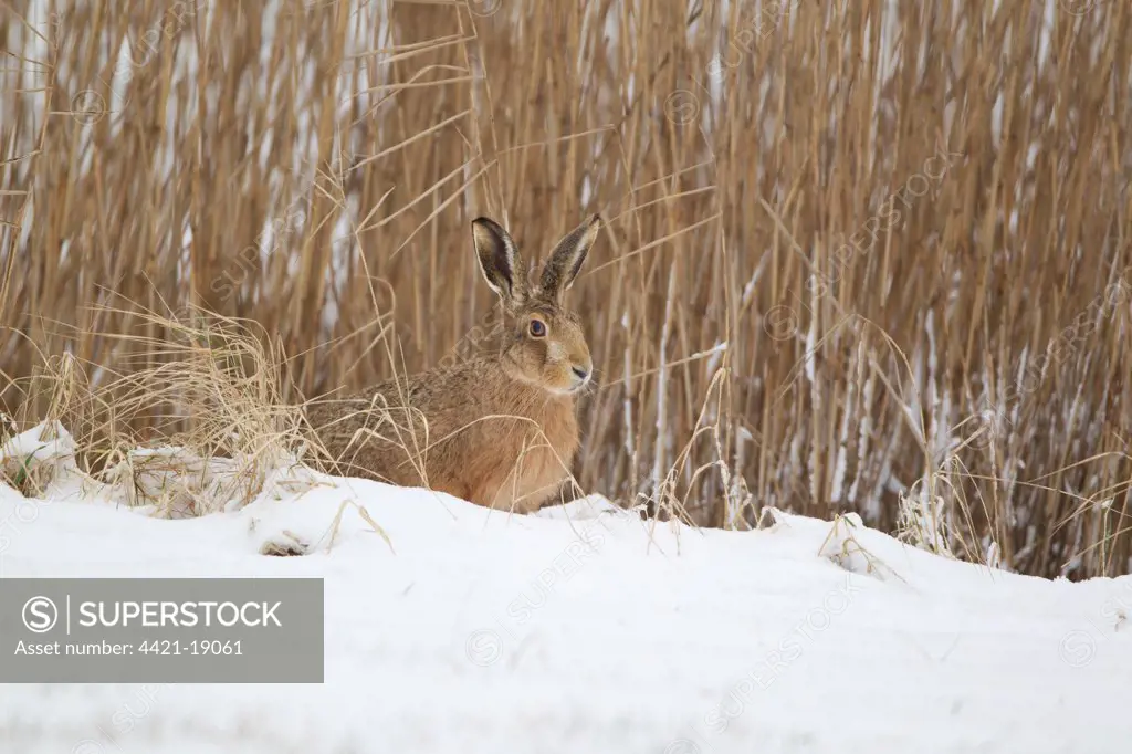 European Hare (Lepus europaeus) adult, sitting on snow at edge of reedbed, Suffolk, England, february