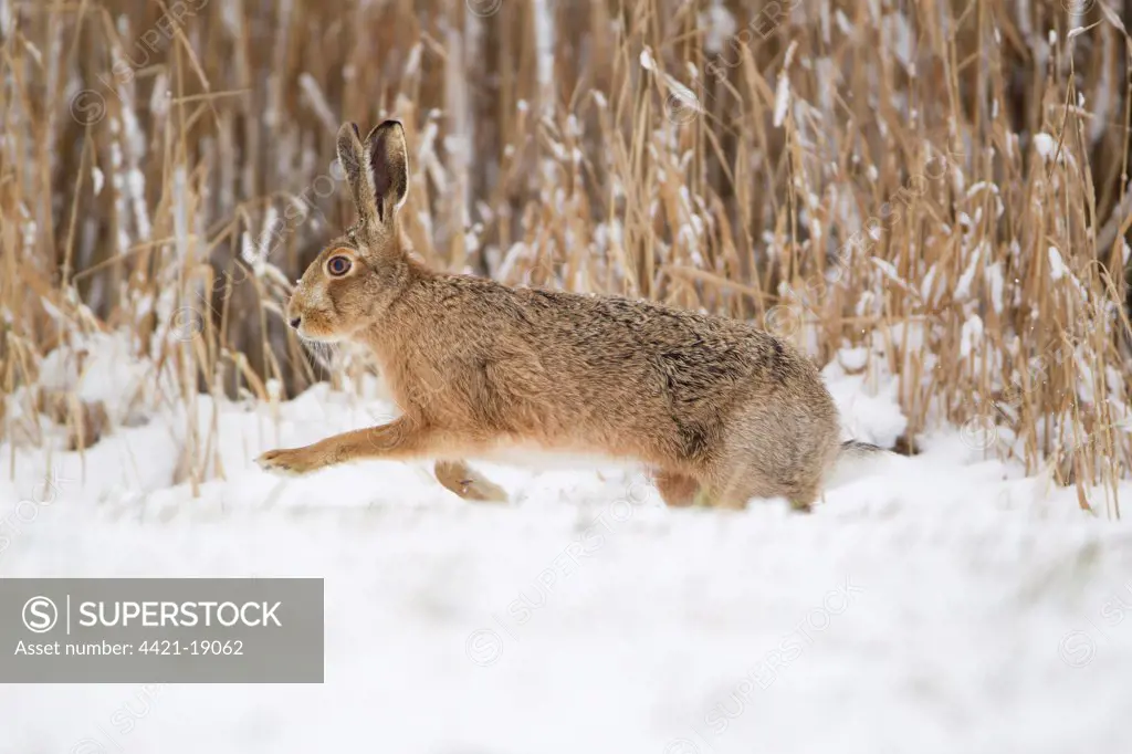 European Hare (Lepus europaeus) adult, running on snow at edge of reedbed, Suffolk, England, february